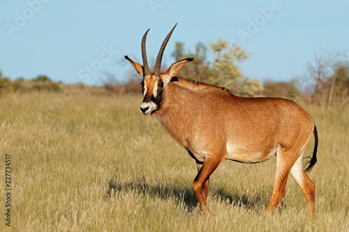 A rare roan antelope (Hippotragus equinus) in natural habitat, South Africa. photo