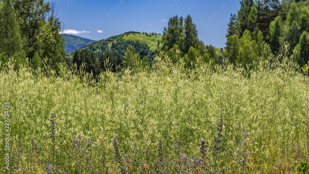 Summer Day Meadow With Tall Grass And Flowers Against The Blurred Mountain Forest Background, Altai Mountains, Kazakhstan. Summer Day Meadow With Tall Grass And Flowers Against The Blurred Mountain Forest Background, Altai Mountains, Kazakhstan.