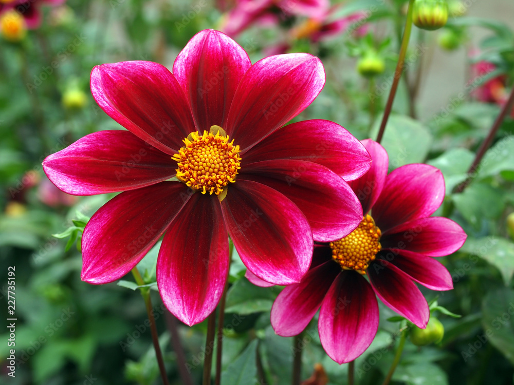 Rote Dahlieinblüten Rote Dahlieinblüten