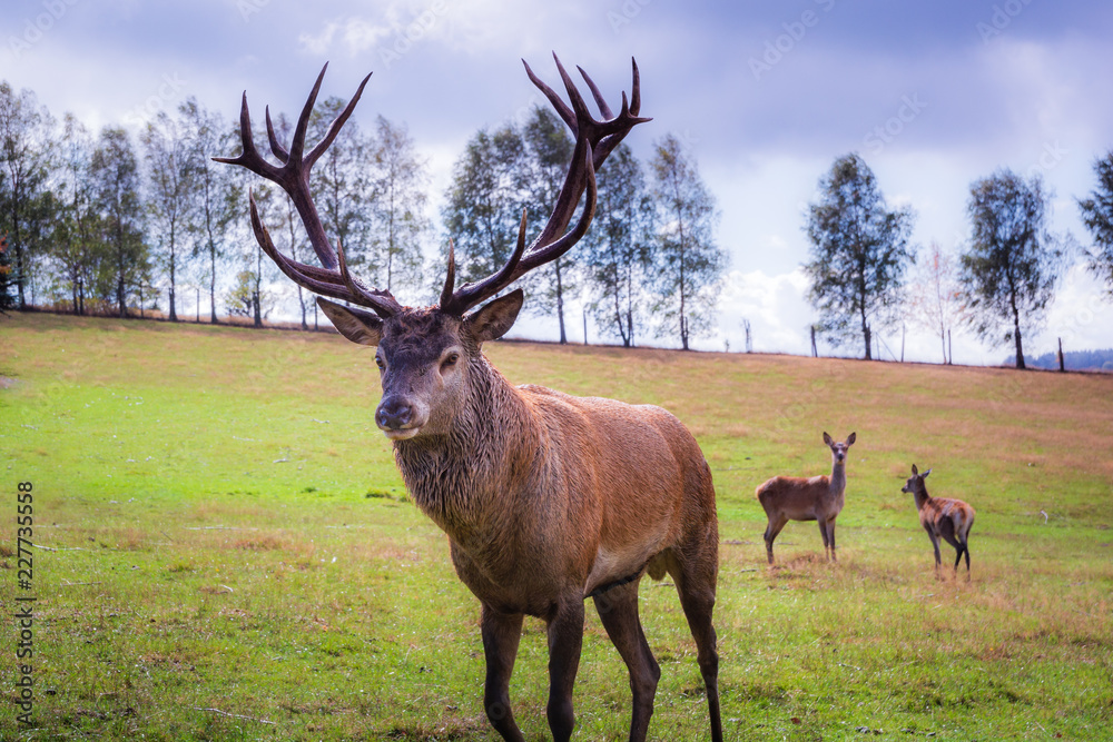 Naklejka premium Deer