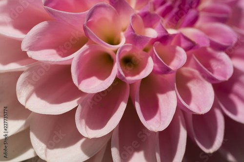Fototapeta Naklejka Na Ścianę i Meble -  Makroaufnahme einer rosa Dahlie
