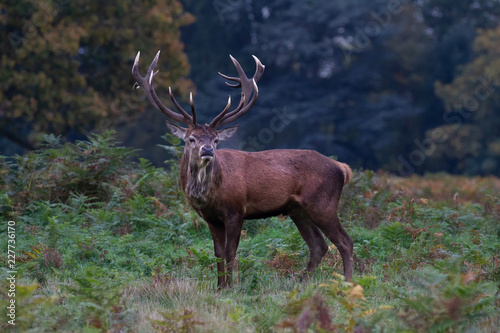 An adult stag deer with full antlers  in profile but facing towards the camera in a woodland setting