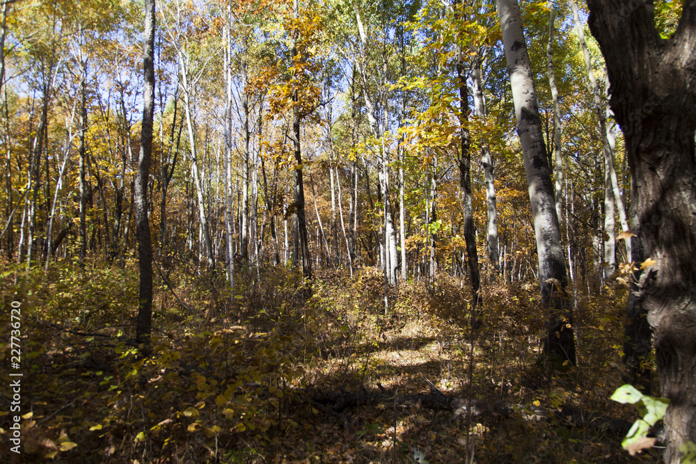 Fototapeta premium Beautiful autumn wood