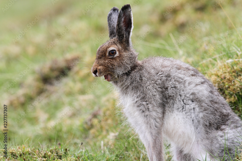 A magnificent Mountain Hare (Lepus timidus) in the highlands of Scotland in its brown summer coat yawning. A magnificent Mountain Hare (Lepus timidus) in the highlands of Scotland in its brown summer coat yawning.