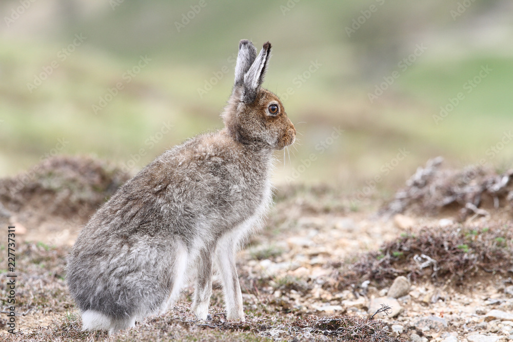 A magnificent Mountain Hare (Lepus timidus) in the highlands of Scotland in its brown summer coat. A magnificent Mountain Hare (Lepus timidus) in the highlands of Scotland in its brown summer coat.