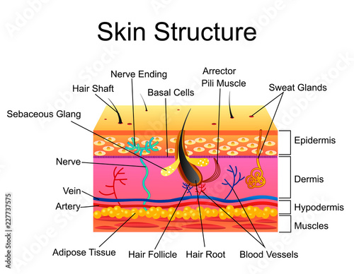 Human Skin structure, vector illustration isolated background