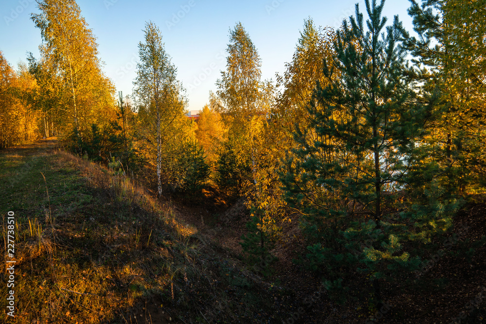 autumn in the forest autumn in the forest