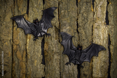 Pipistrelli di Halloween su legno photo