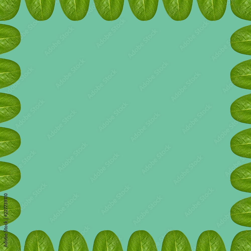 Green leaves background, frame and border, copy space photo Green leaves background, frame and border, copy space photo