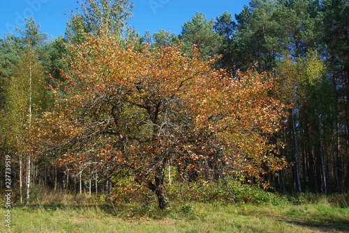 Apple Tree in Autumn