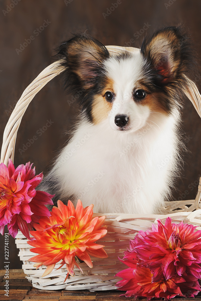 Puppy papilion in white basket with dahlias on dark brown background. Vertical. Puppy papilion in white basket with dahlias on dark brown background. Vertical.