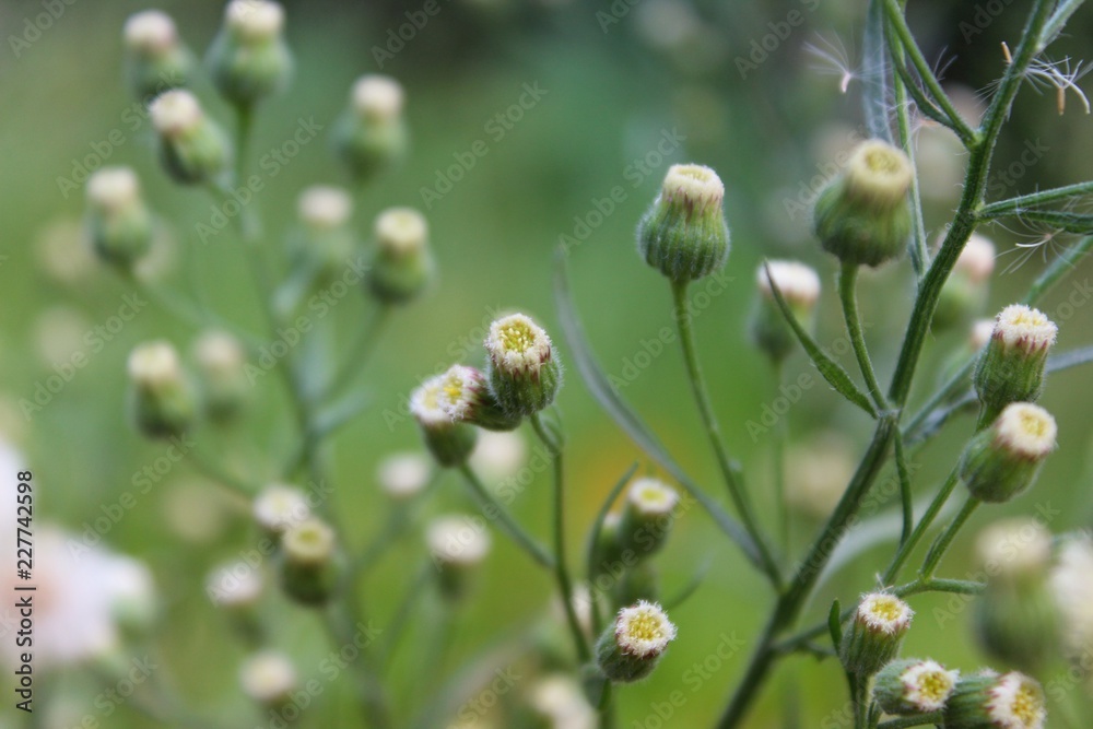 Kanadisches Berufkraut, auch Katzenschweif und weiße Dürrwurz (Conyza canadensis, Erigeron canadensis) in einer Nahaufnahme Kanadisches Berufkraut, auch Katzenschweif und weiße Dürrwurz (Conyza canadensis, Erigeron canadensis) in einer Nahaufnahme