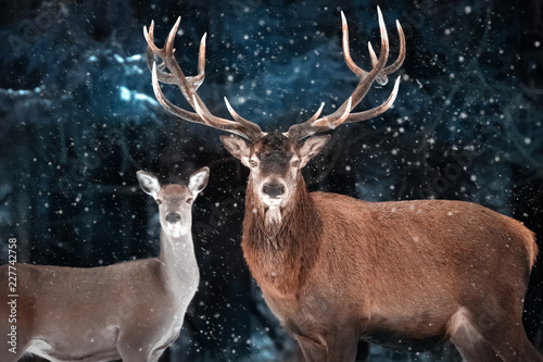 Couple of noble deer in a snowy forest. Natural winter image. Winter wonderland.