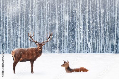 Family of noble deer in a snowy winter forest. Christmas fantasy image in blue and white color. Snowing. © delbars
