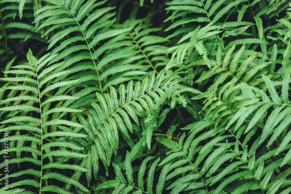 green fern plant wet moist in tropical rainforest mountain nature texture pattern background