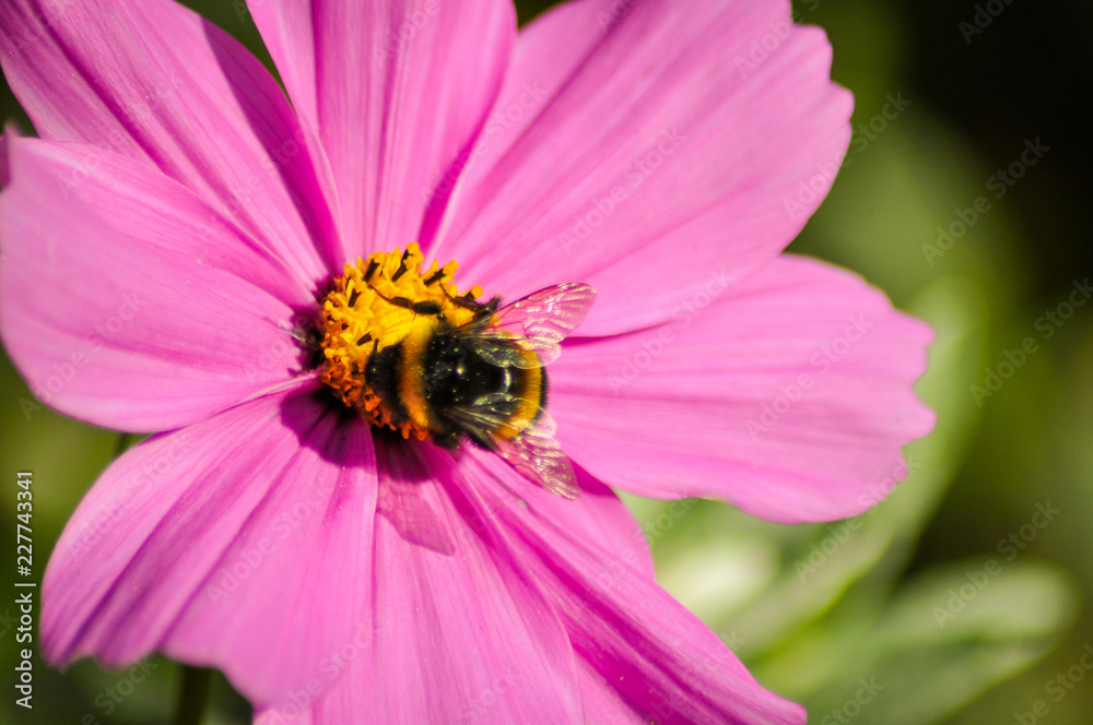 Bees on pink flower Bees on pink flower