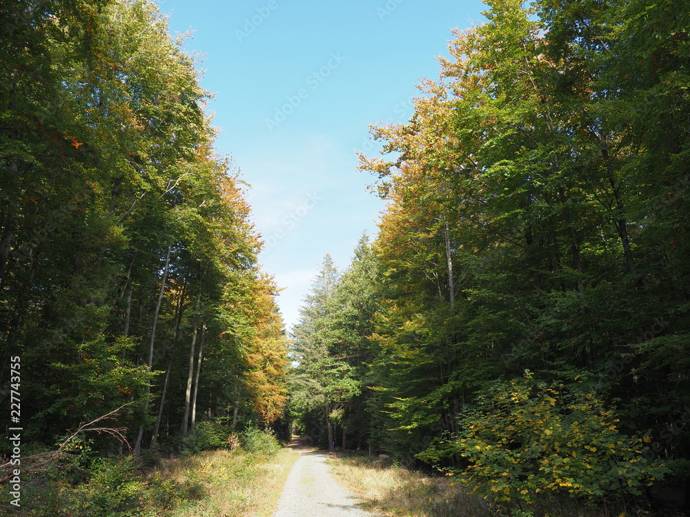 Naklejka premium Keltischer Ringwall Otzenhausen im Herbst auf dem Dollberg - eine der eindrucksvollsten keltischen Befestigungsanlagen in Europa 