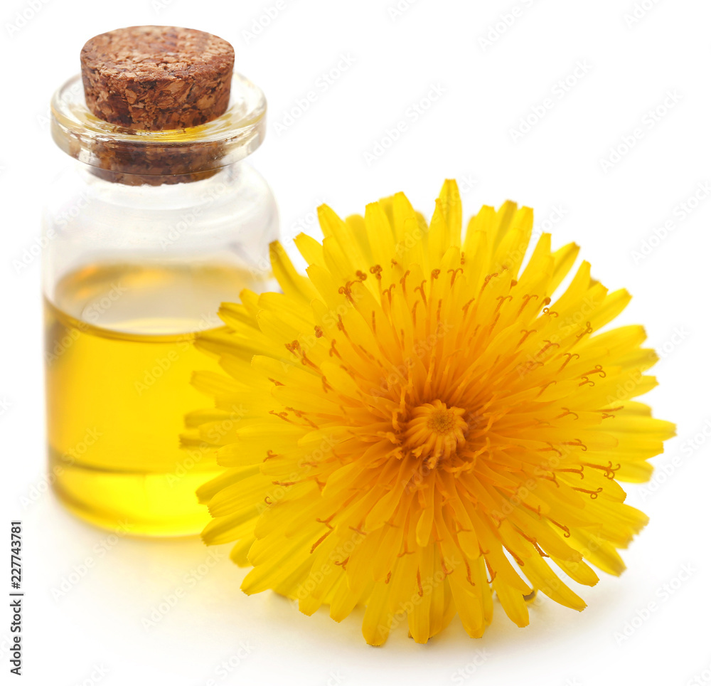 Medicinal dandelion with essential oil Medicinal dandelion with essential oil