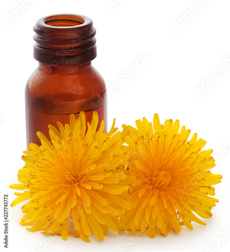 Medicinal dandelion with essential oil photo