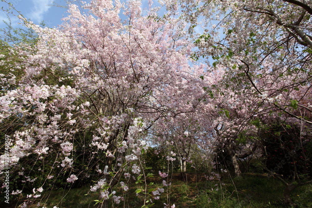 幸田文化公園のしだれ桜