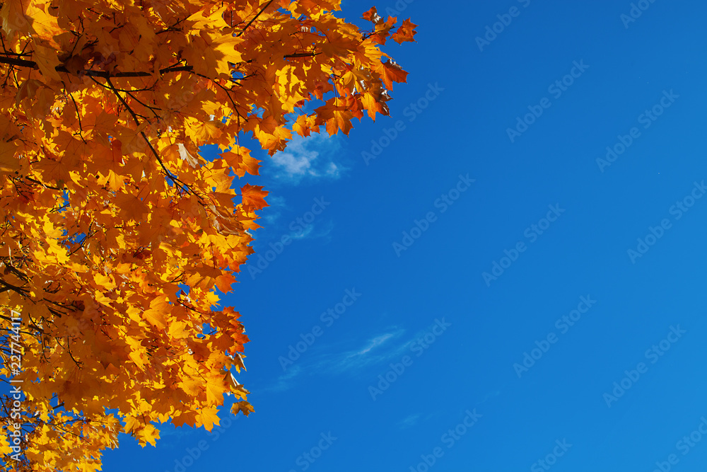 Background from orange autumn maple leaves and the blue sky Background from orange autumn maple leaves and the blue sky