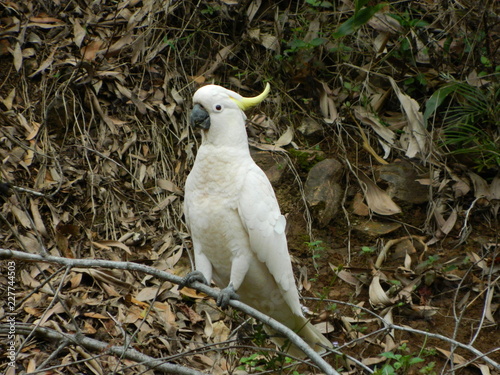 An Australian sulphur crested cockatoo