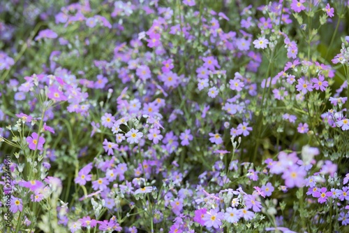 Fotografie ooty violent flowers in garden