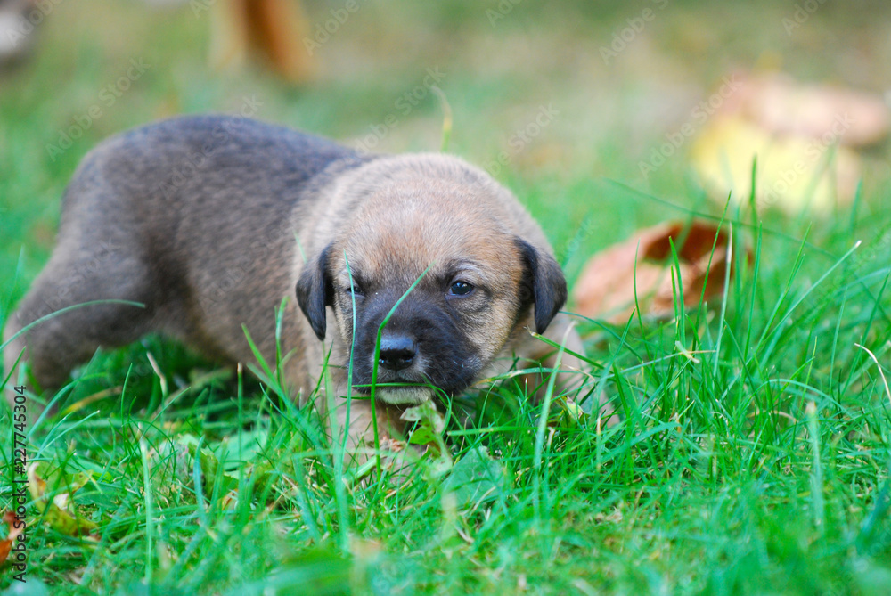three weeks mixed breed puppy on a grass in autumn three weeks mixed breed puppy on a grass in autumn