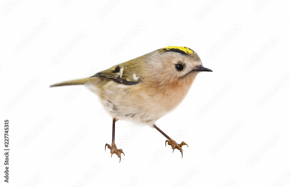 Goldcrest (Regulus regulus). isolated on white background