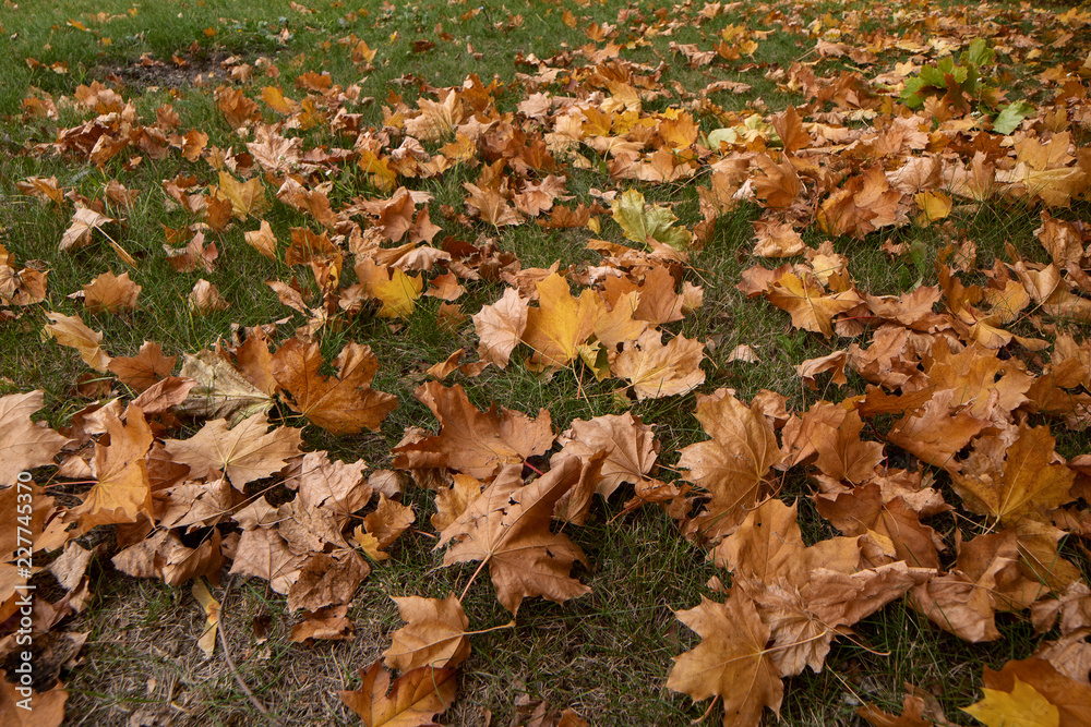 fallen yellow autumn leaves on green grass fallen yellow autumn leaves on green grass