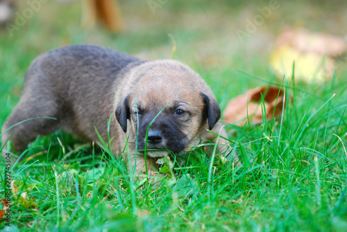three weeks mixed breed puppy on a grass in autumn