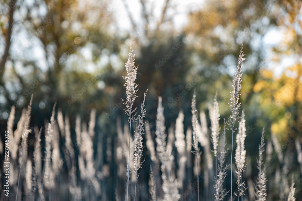 Fototapeta premium Beautiful wild grass spikelets in nature. Close-up image of fading autumn grass on sunny afternoon in the fields
