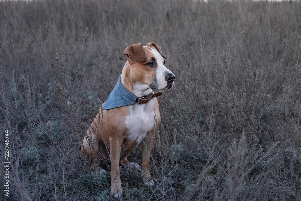 Portrait of dog in fading autumn grass. Cute staffordshire terrier dog sitting in a field at walk in the evening hours