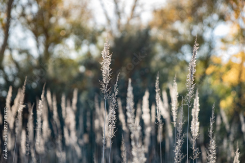 Beautiful wild grass spikelets in nature. Close-up image of fading autumn grass on sunny afternoon in the fields