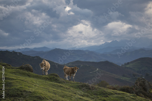 cows grazing in mountains from Asturias, Spain © clicpic