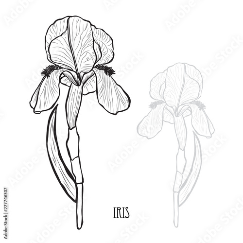 Fototapeta Naklejka Na Ścianę i Meble -  hand drawn floral decoration