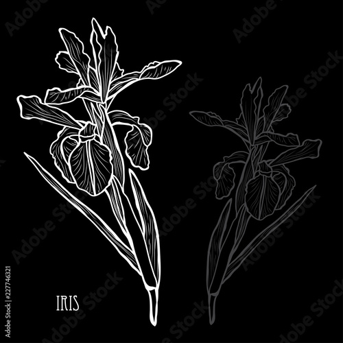 Fototapeta Naklejka Na Ścianę i Meble -  hand drawn floral decoration