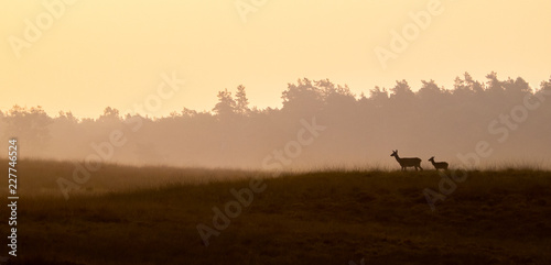 Red deer during sunrise