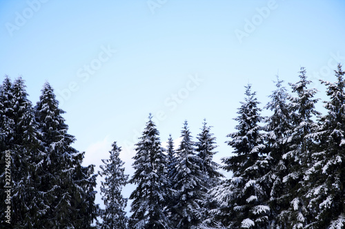 snow covered trees © AnnMarie