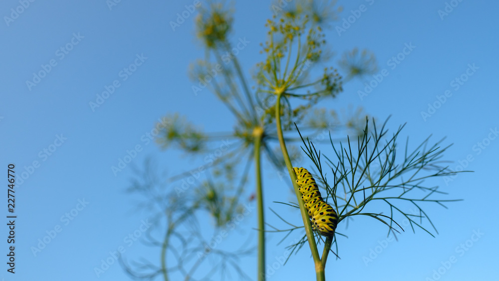 Swallowtail caterpillar on branch dill close-up shot. Swallowtail caterpillar on branch dill close-up shot.