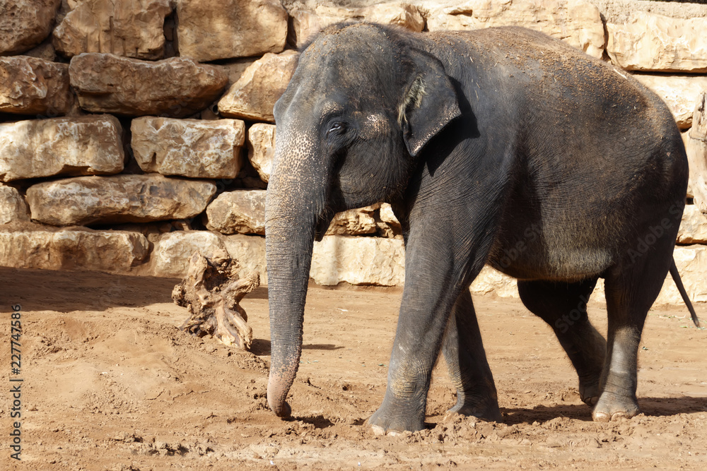 Naklejka premium Large Indian elephant on the background of a wall of stoneы
