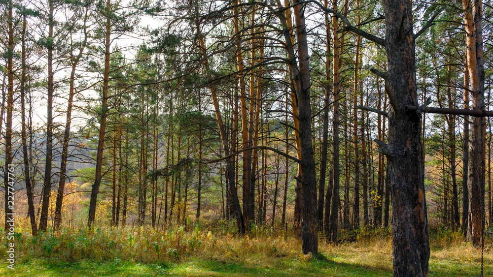 inside the coniferous forest at sunset inside the coniferous forest at sunset