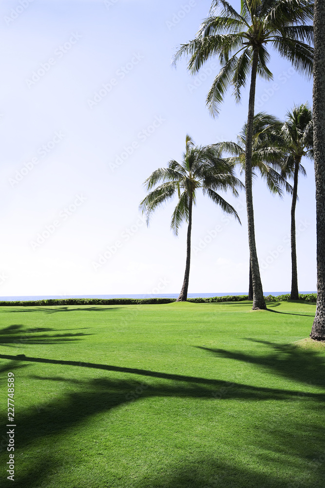 golf course with palm trees and blue sky