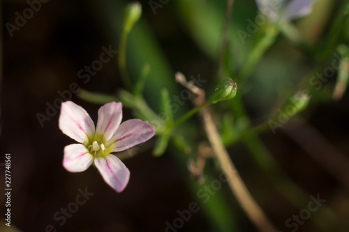 White small five-petal meadow flower with purple veins. Close-up macro photo