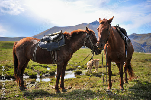 Horses on the background of mountains with hang-gliders in the sky, near the Georgian military road © PROMA