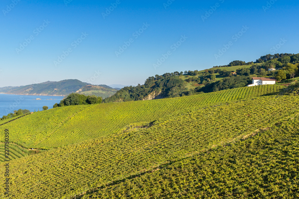 Obraz premium Txakoli vineyards with the Cantabrian sea in the background, Getaria, Spain