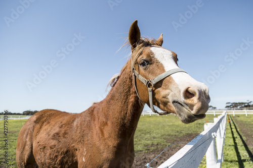 Horse on a farm