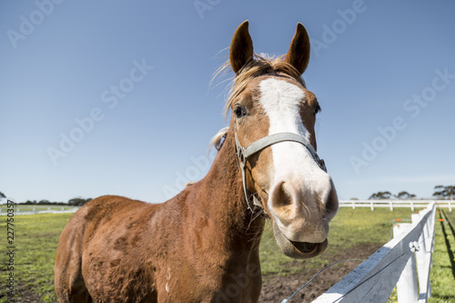 portrait of a horse