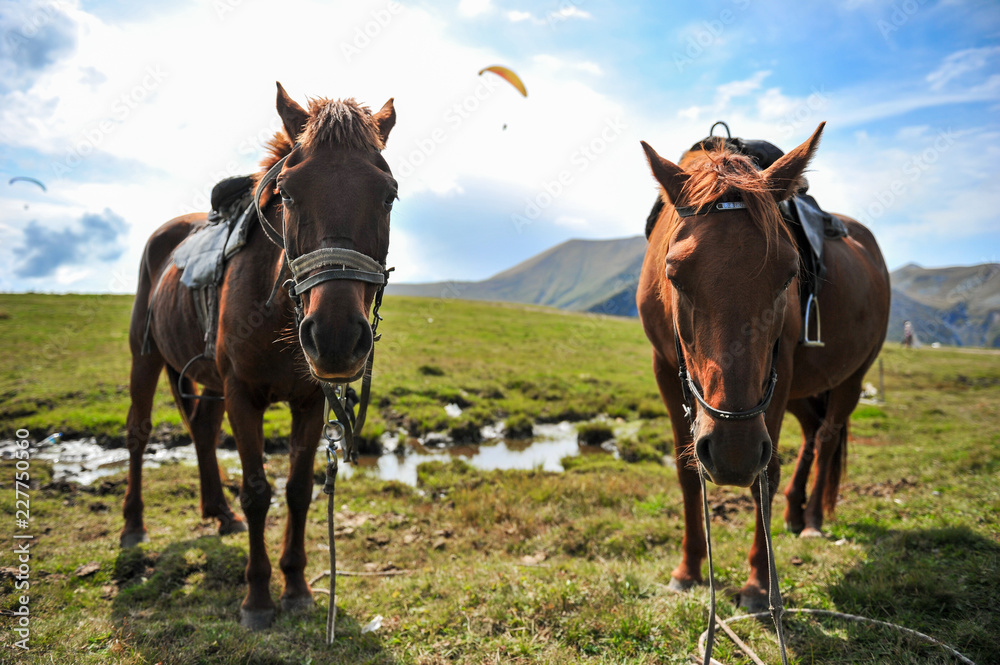 Horses on the background of mountains with hang-gliders in the sky, near the Georgian military road Horses on the background of mountains with hang-gliders in the sky, near the Georgian military road