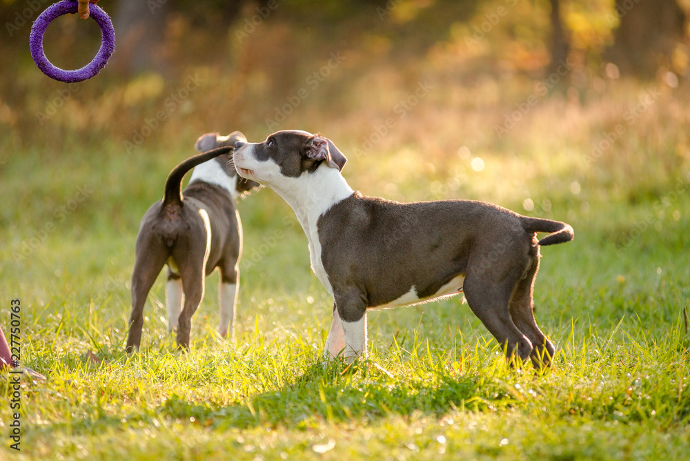 man walking with puppies staffordshire terrier in the park in autumn